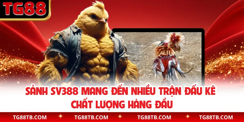 Sảnh SV388 mang đến nhiều trận đấu kê chất lượng hàng đầu